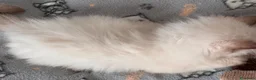 Ragdoll gatti in vendita: Ragdoll - Annuncio 3
