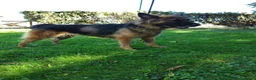 Meticcio cani in regalo: Ginevra, cane lupo in miniatura cerca famiglia  - Annuncio 5
