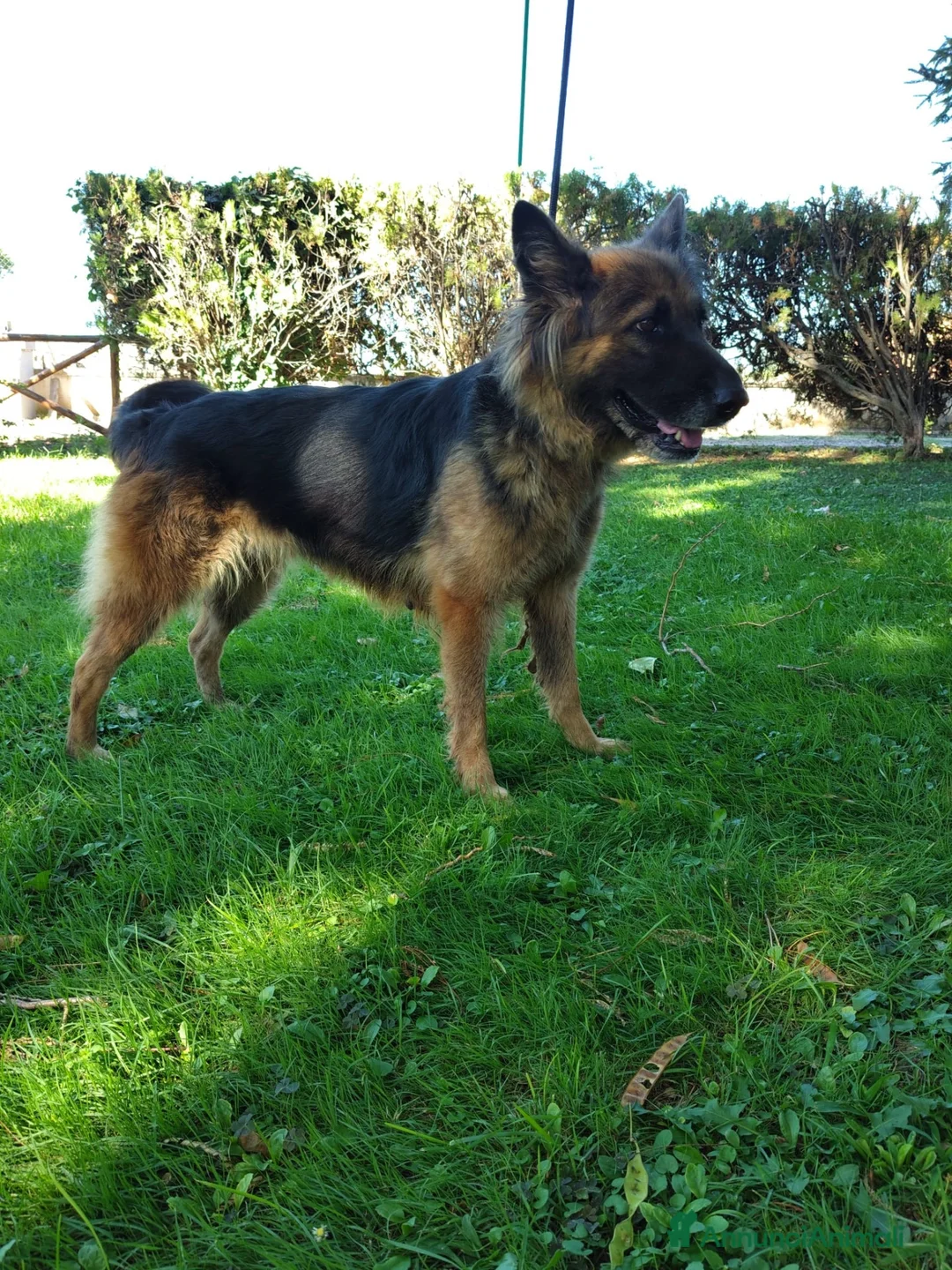 Meticcio cani in regalo: Ginevra, cane lupo in miniatura cerca famiglia  - Annuncio 5