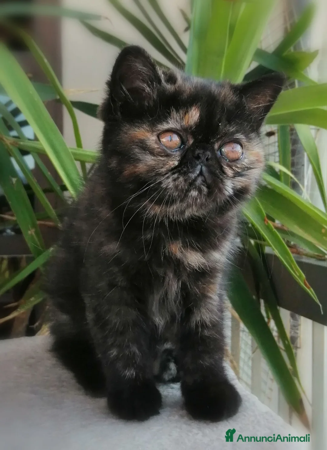 Exotic Shorthair gatti in vendita: Exotic shorthair gattina con pedigree  a Città Metropolitana di Firenze - Annuncio 2