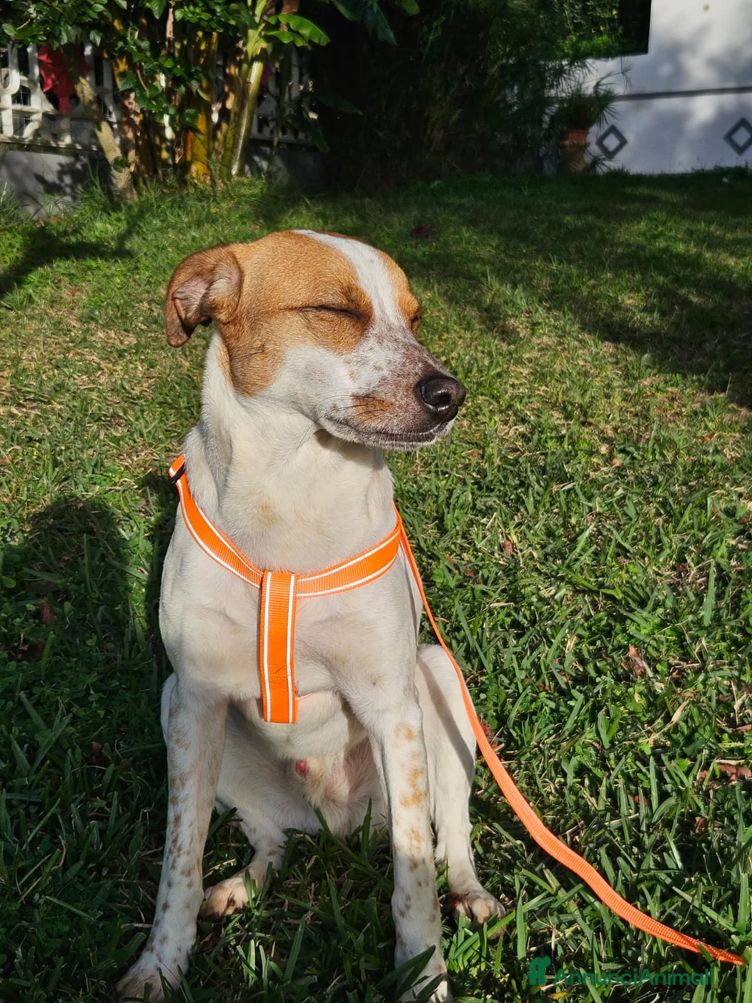 Meticcio cani in regalo: CUCCIOLO MIELE  - Annuncio 4