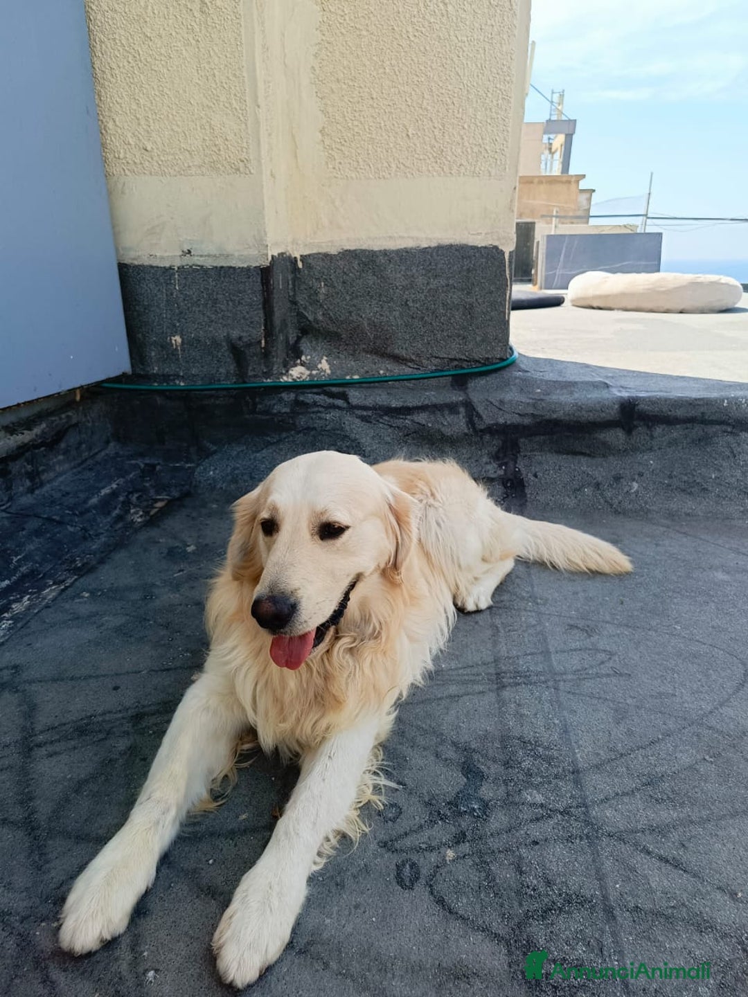 Golden Retriever cani in regalo: Max, una meraviglia di Golden Retreiver - Annuncio 4