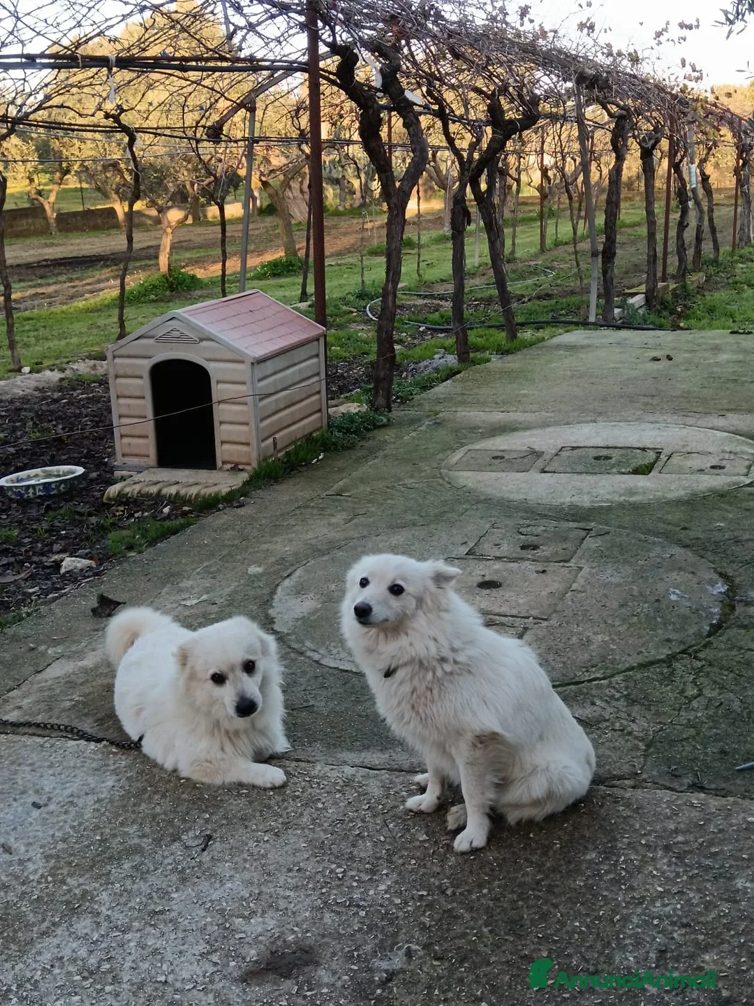 Volpino Italiano cani in vendita: volpino maschio nato 11 novembre 2025, volpini ita - Annuncio 7