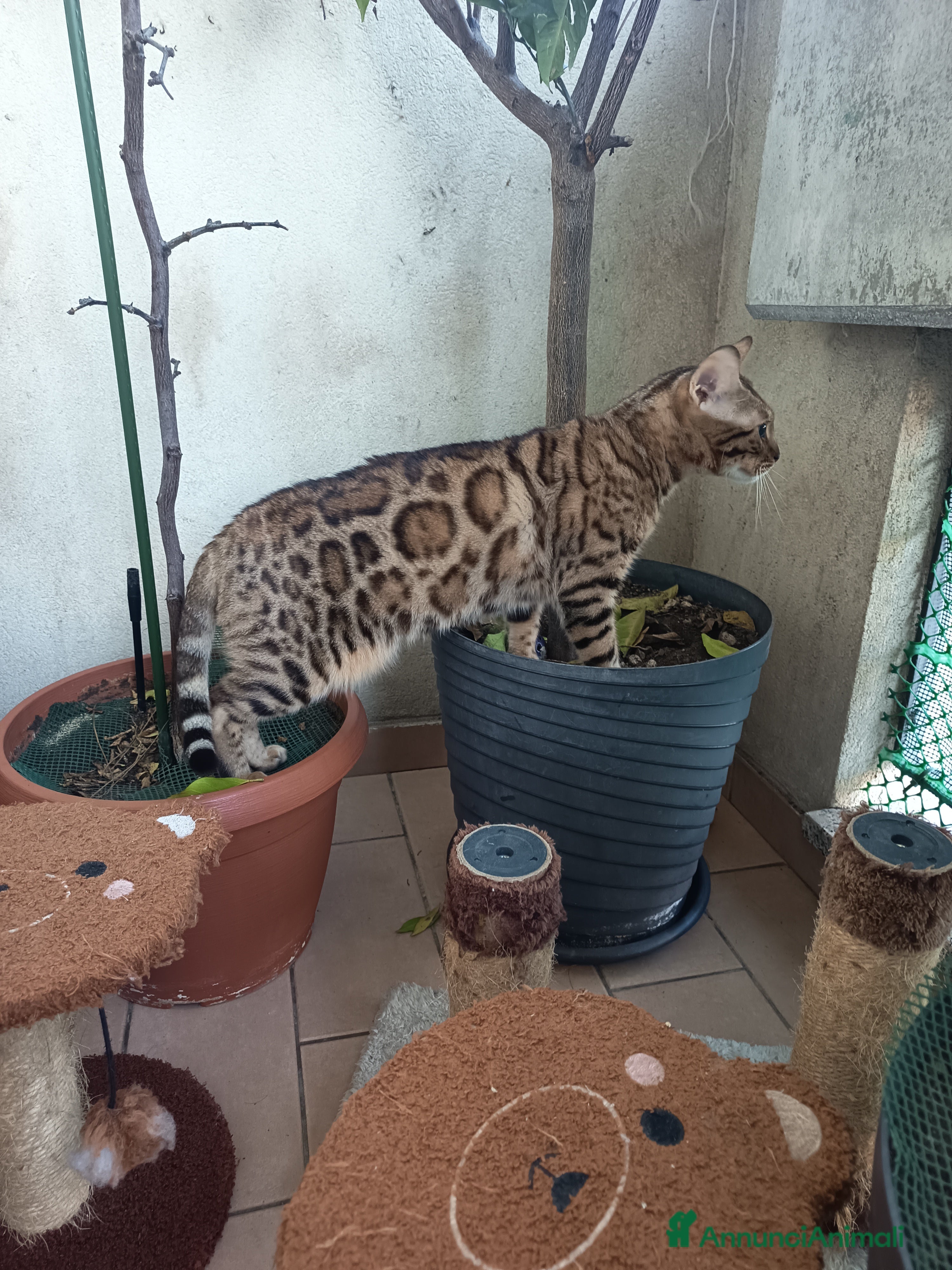 Bengala gatti feminuccia Bengala  - Annuncio 2