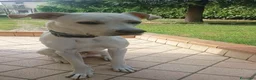 Meticcio cani in regalo: gandalf - Annuncio 1