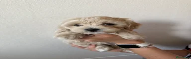 Maltipoo 1