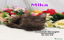 Scottish gatti in vendita: Scottish Fold/Straight  e British  a Città Metropolitana di Torino - Immagine 3