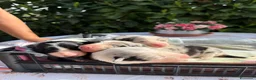 Border Collie cani in vendita: Border collie  - Annuncio 12