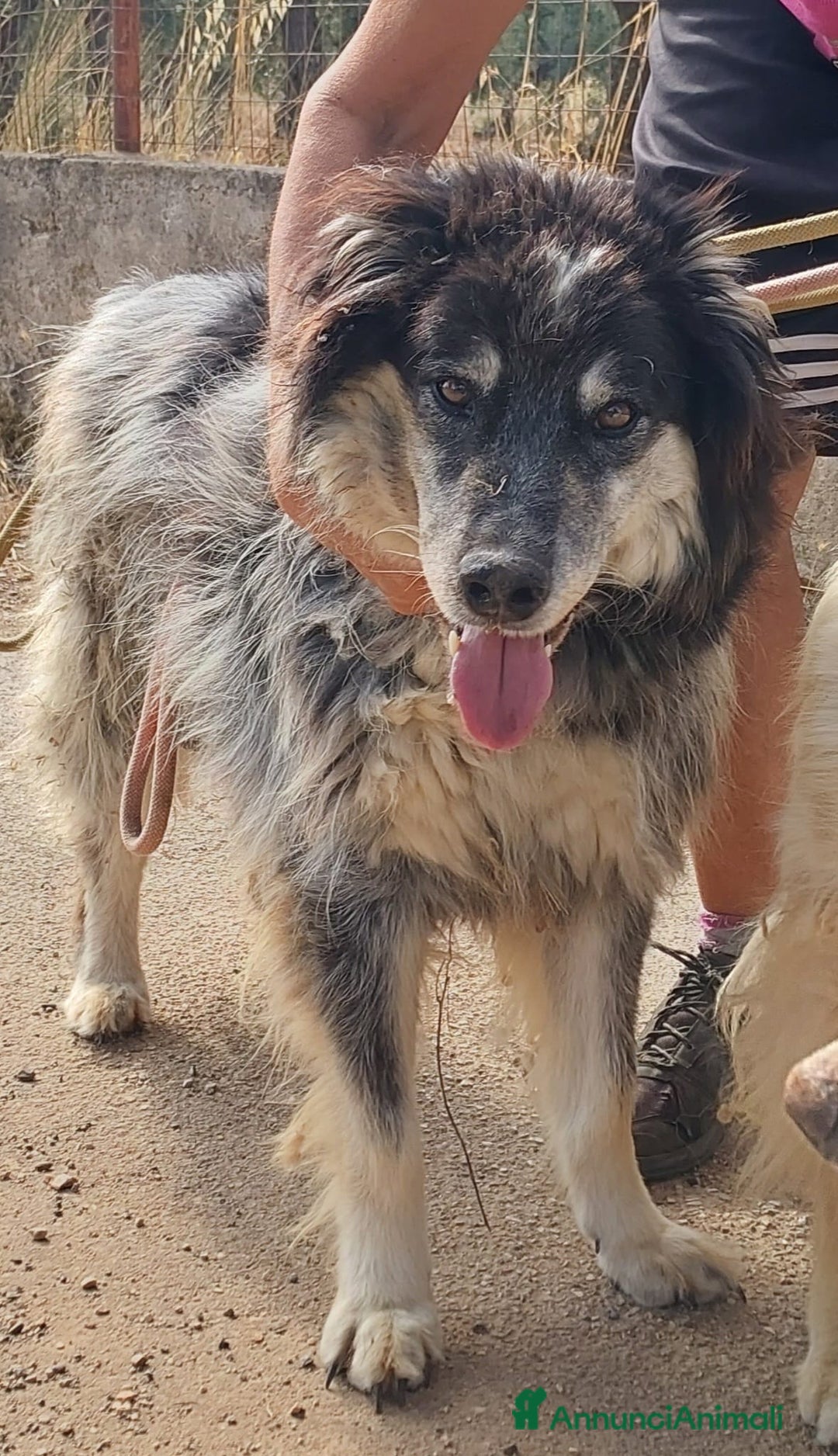 Meticcio cani in regalo: Nonno Nando Cerca Famiglia. Info Monica 3890238584 - Annuncio 14