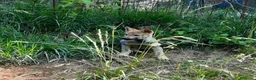 Lupo Cecoslovacco cani in vendita: Cucciolo maschio cane lupo cecoslovacco  - Annuncio 6