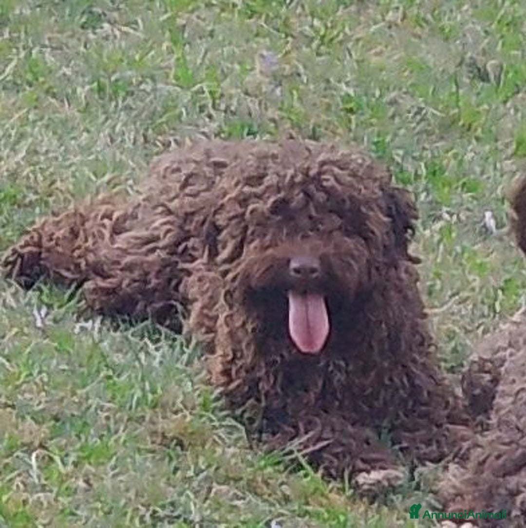Lagotto cani in vendita: Cuccioli di Lagotto con pedigree, test e RX - Immagine 3