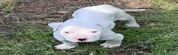 Dogo Argentino cani in vendita: Cucciola dogo argentino  - Annuncio 3