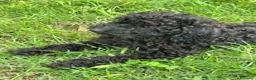 Barboncino cani in vendita: Cucciolo barboncino nano a Provincia di Pisa - Annuncio 4