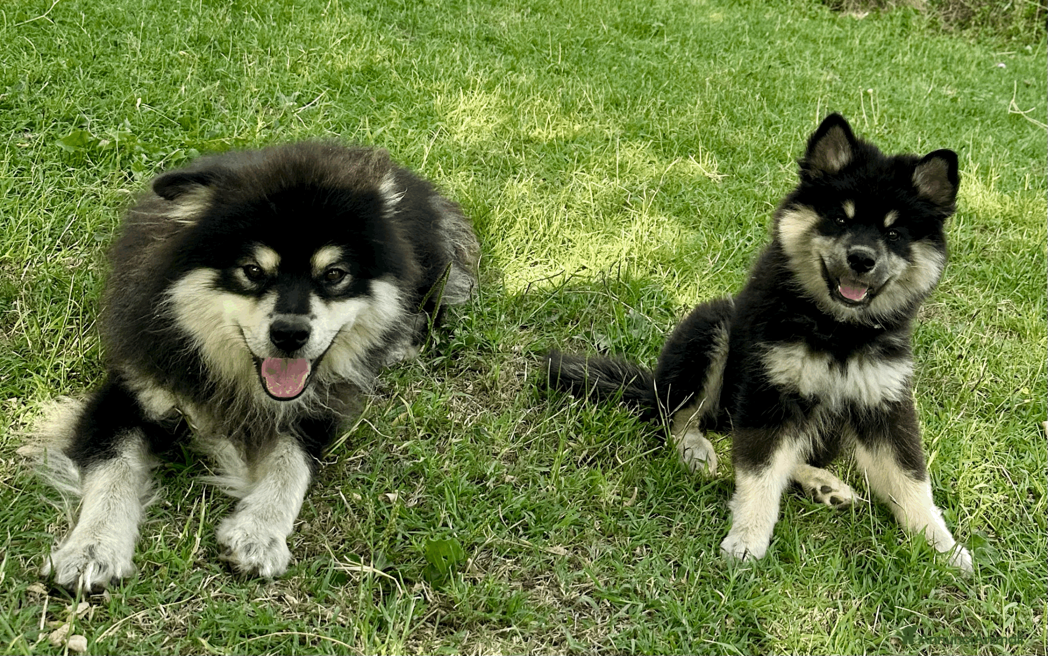 Lapinkoira cani Hazel, cucciola femmina  - Annuncio 1