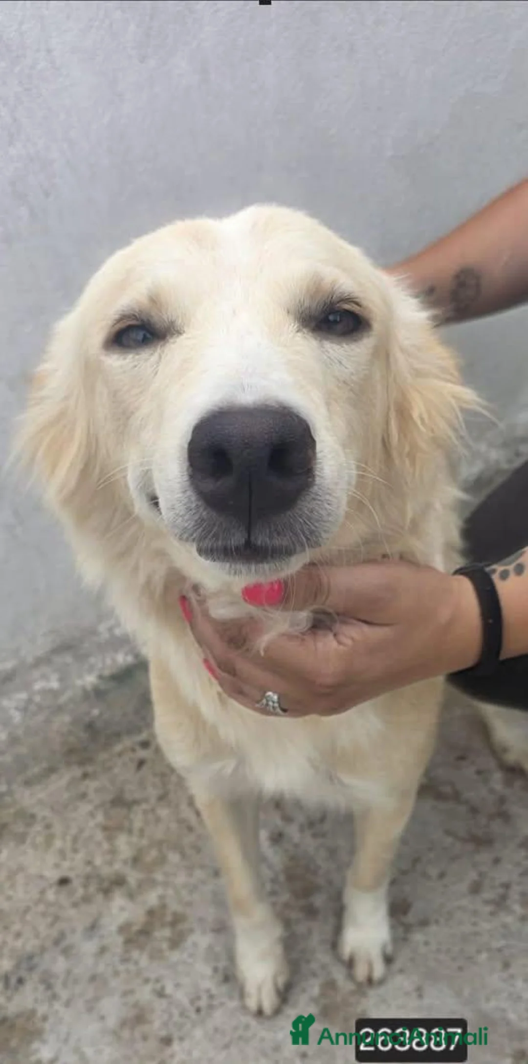 Meticcio cani in regalo: Fragola - Annuncio 1