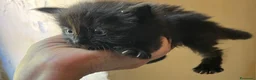 Altre razze gatti in regalo: Regalo gattini a Provincia di Fermo - Annuncio 3