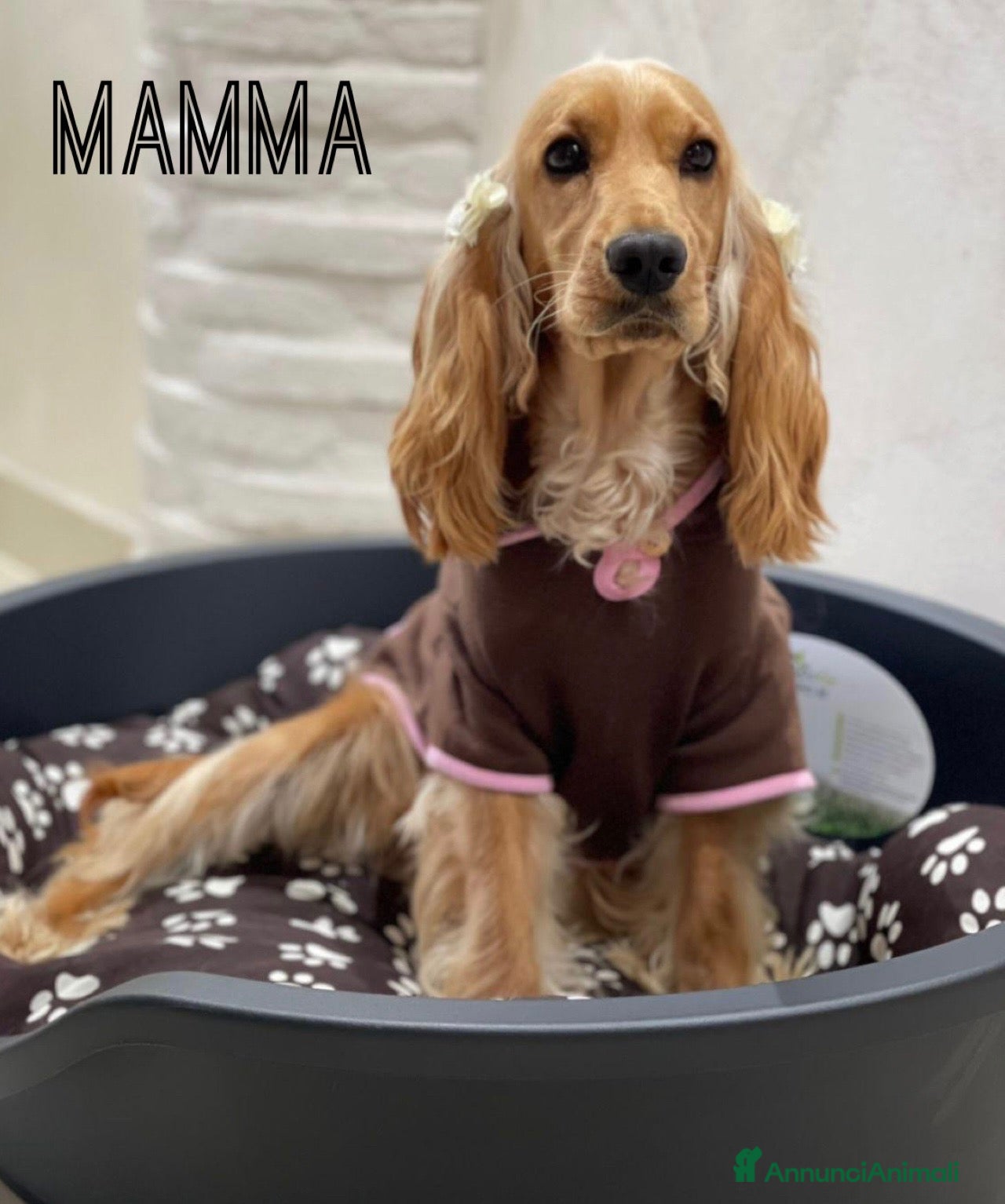 Cocker cani Dolcissimo cucciolo di Cocker Spaniel maschio - Annuncio 10