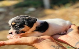 Jack Russell cani in vendita: Jack Russell pelo broken/ruvido a Calenzano - Immagine 24