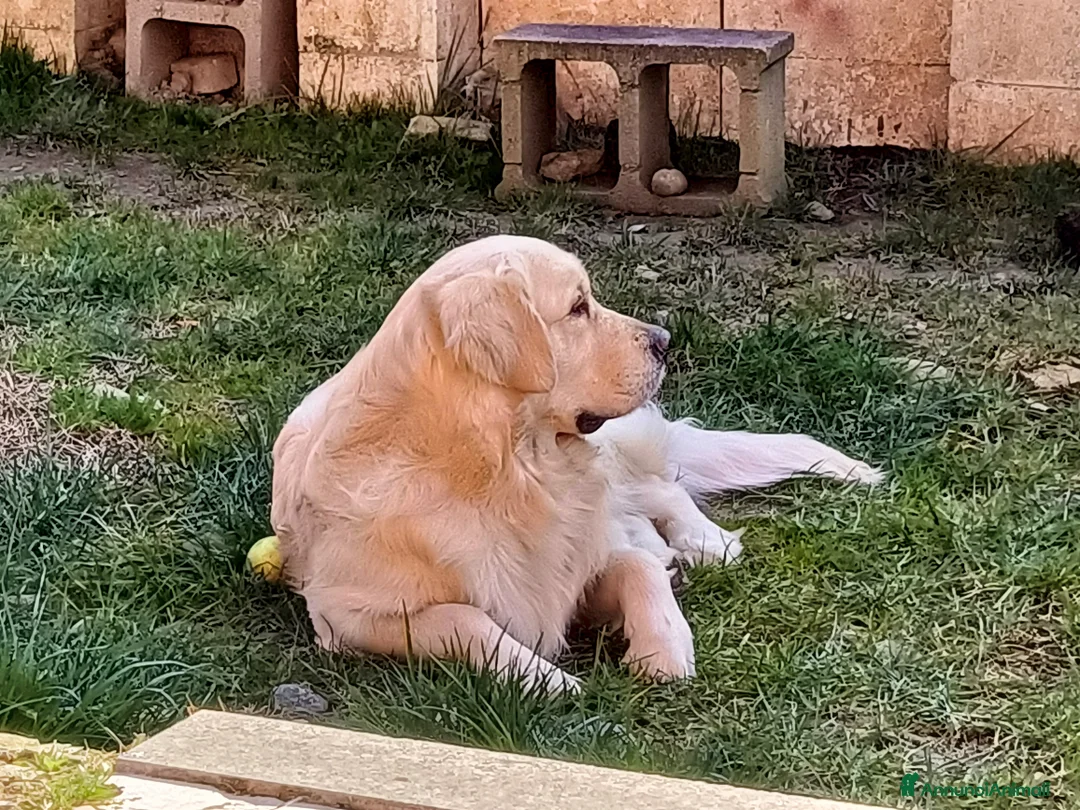 Altre razze gatti per accoppiamento: Golden retriever  a Città Metropolitana di Torino - Annuncio 2