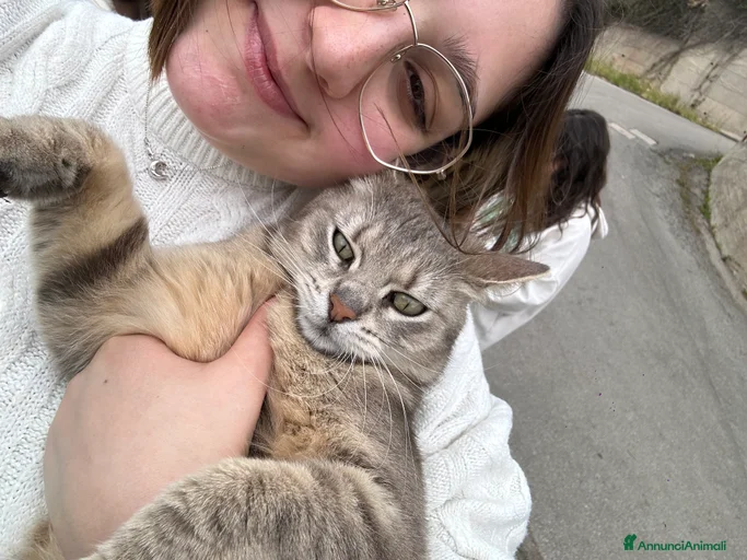 Immagine della galleria {{count}}