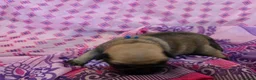 Carlino cani in vendita: Cuccioli carlino con pedigree ENCI  - Annuncio 6