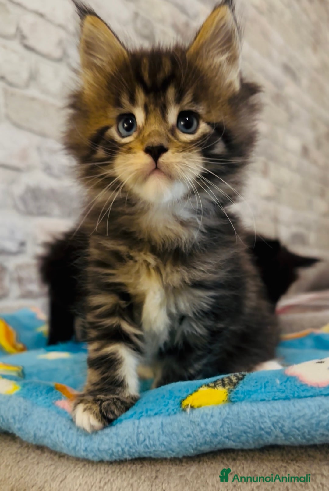 Maine Coon gatti in vendita: Cucciola Maine Coon con Pedigree - Annuncio 4