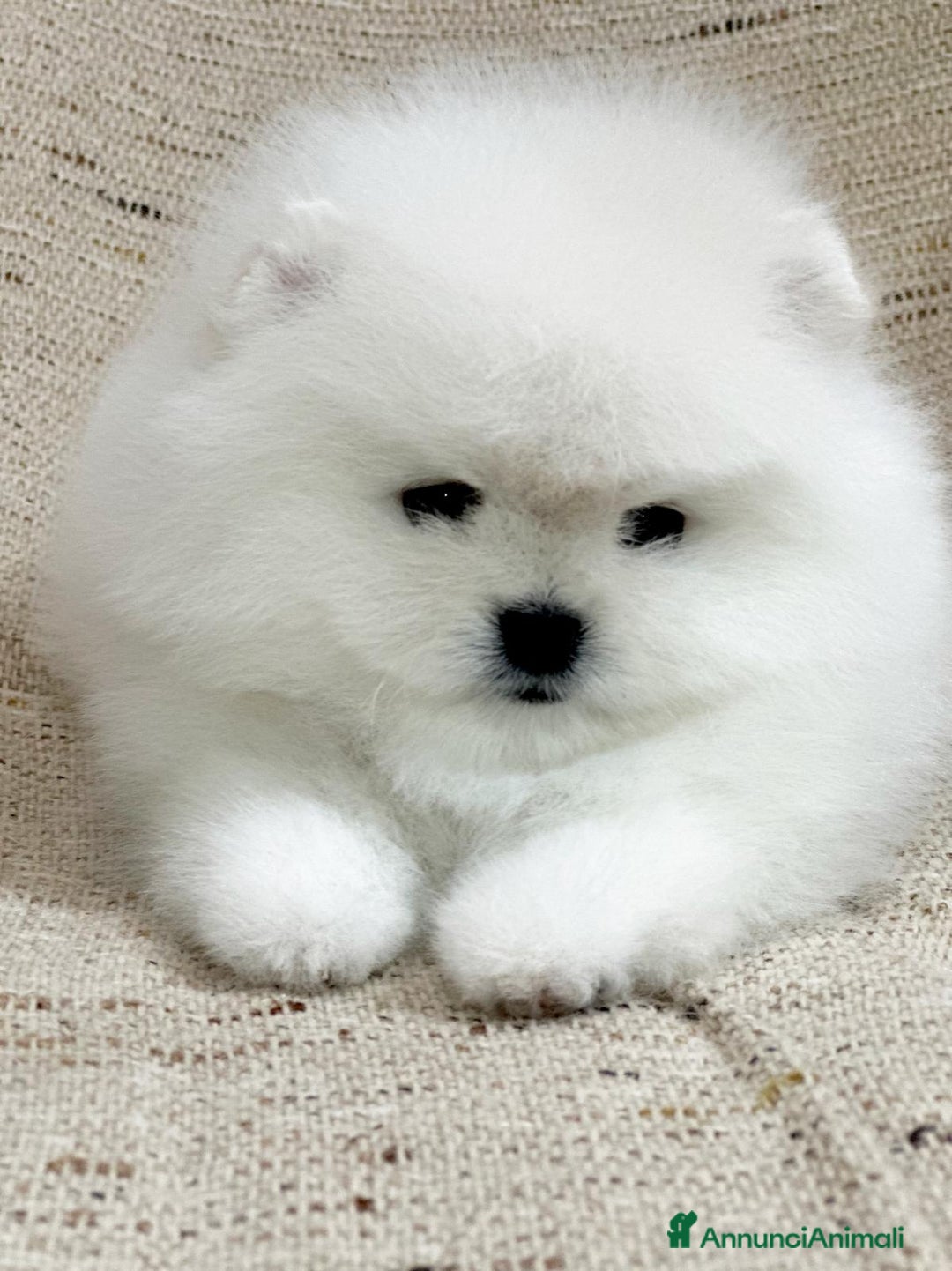 Volpino Pomerania cani in vendita: Pomerania Toy - Annuncio 10