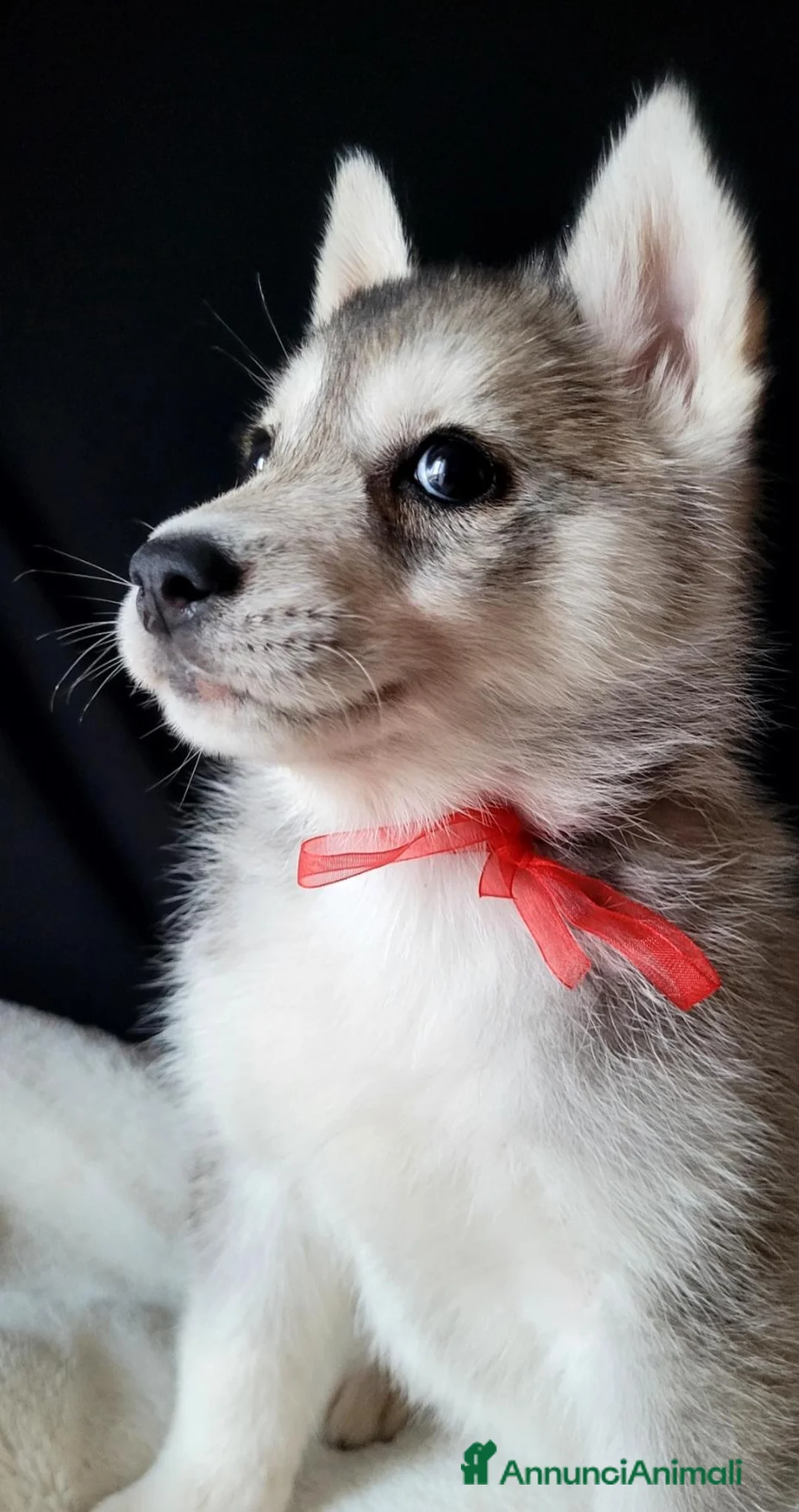 Husky cani in vendita: SIBERIAN HUSKY CUCCIOLATA CON PEDIGREE  - Annuncio 11