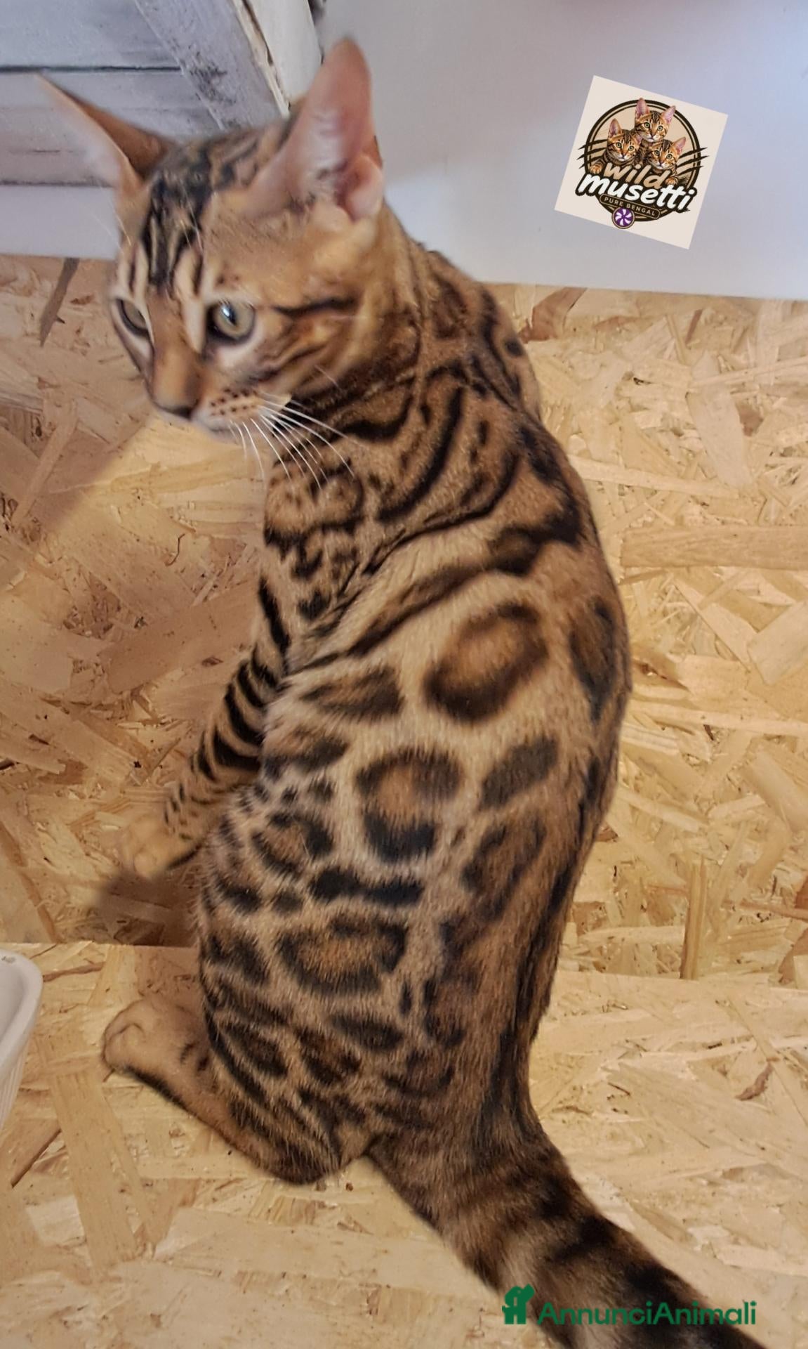 Bengala gatti Bengala cuccioli con pedegree - Annuncio 5