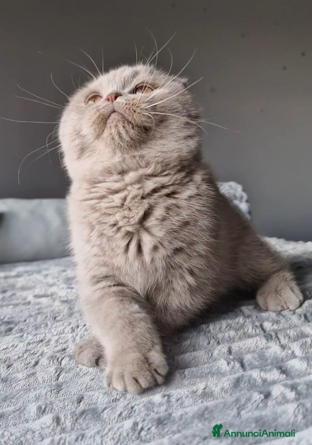 Scottish gatti in vendita: Scottish Fold  - Annuncio 4