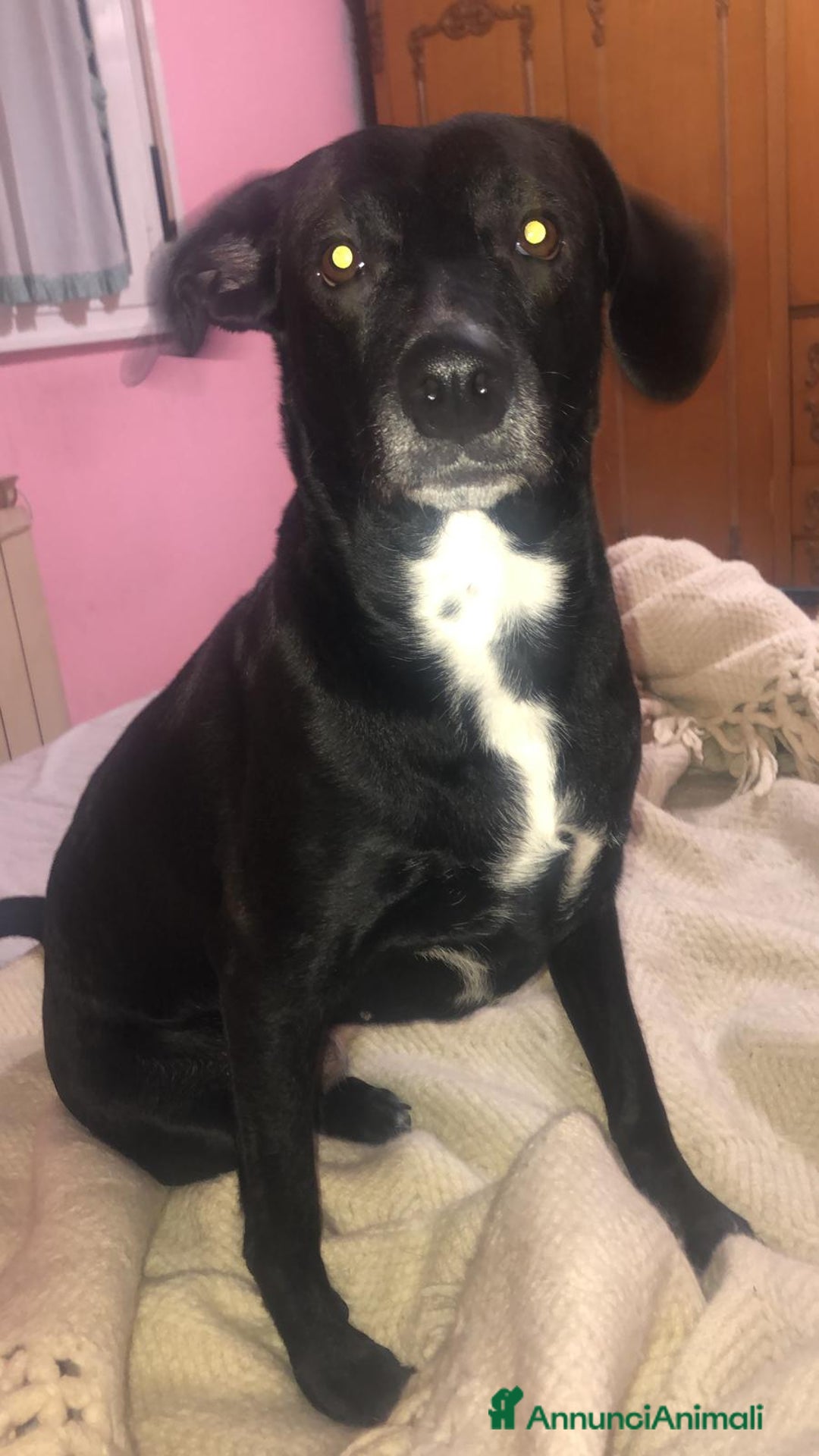 Meticcio cani in regalo: Adozione - Annuncio 4