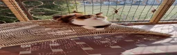 British gatti in vendita: British Shorthair - Annuncio 4