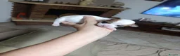 Chihuahua cani in vendita: Chihuahua maschio pelo corto  a Libero consorzio comunale di Siracusa - Annuncio 4