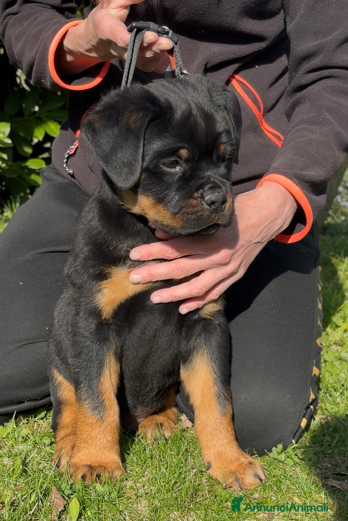 Rottweiler cani Cucccioli di rottweiler  - Annuncio 4