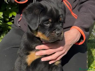 Rottweiler cani Cucccioli di rottweiler - Annuncio 4