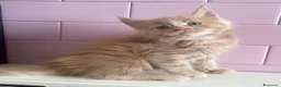 Maine Coon gatti in vendita: Maine Coon cuccioli a Provincia di Ferrara - Annuncio 8