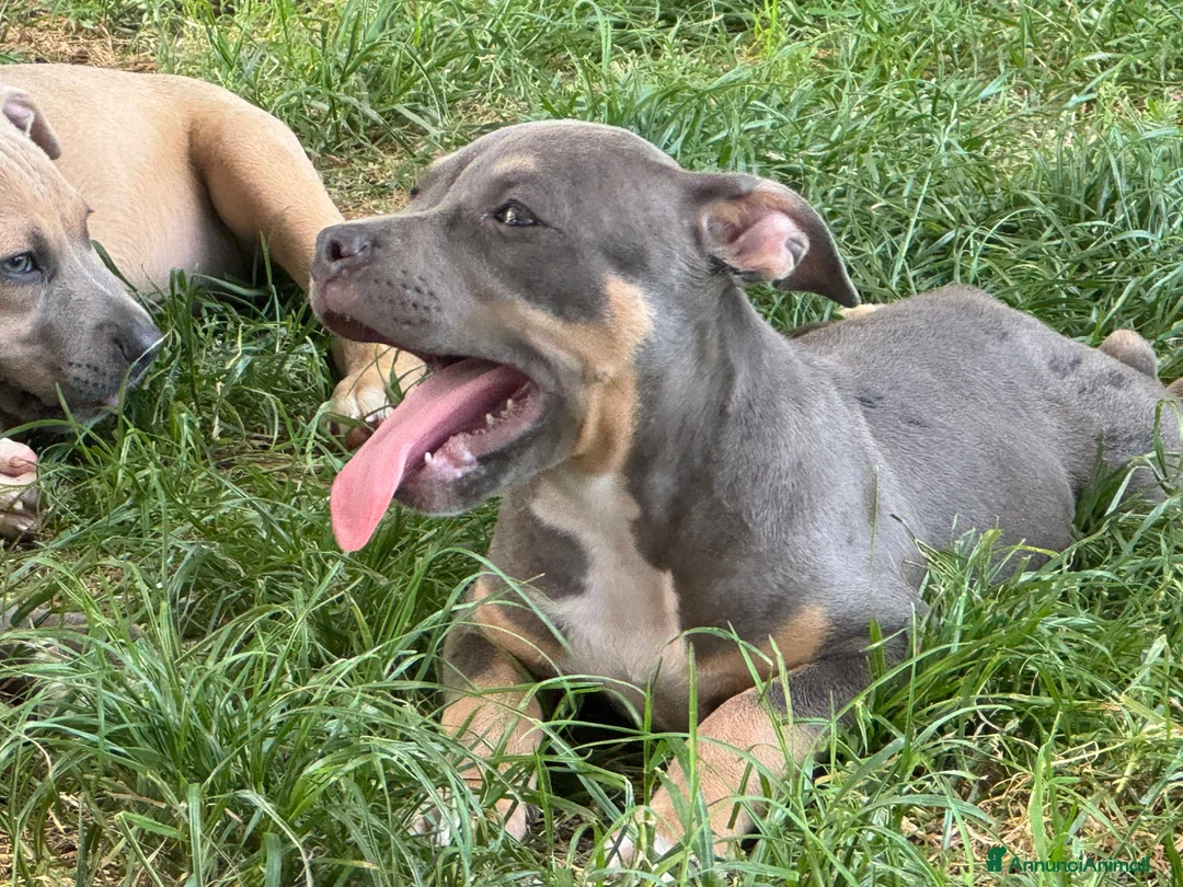 Pitbull cani in vendita: Pit Bull con pedigree, paghi anche a rate  - Annuncio 1