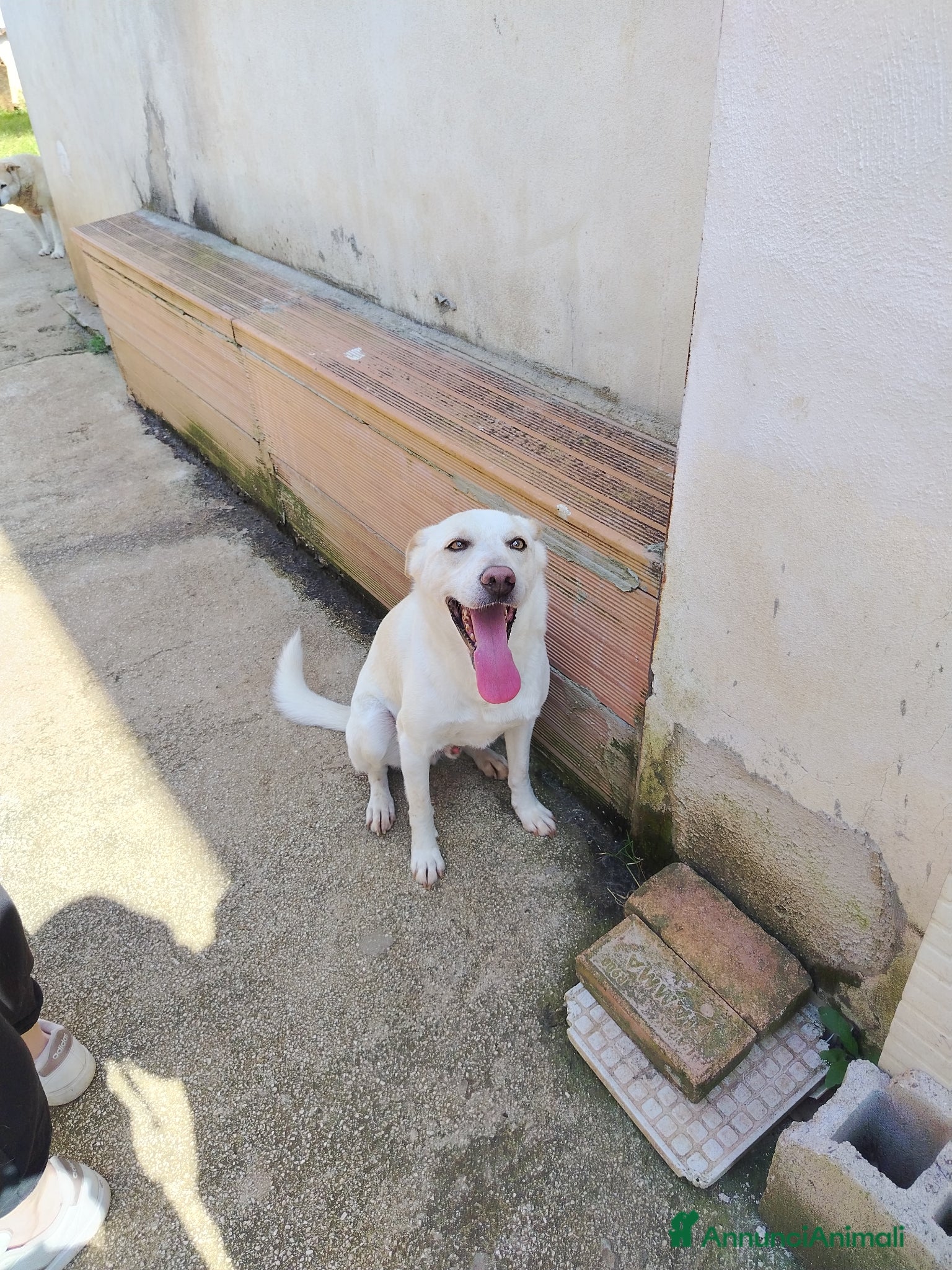 Meticcio cani Dolcissimo Blanco, taglia media contenuta  - Annuncio 1