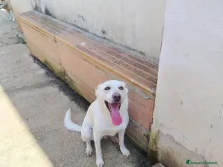 Meticcio cani Dolcissimo Blanco, taglia media contenuta - Annuncio 1