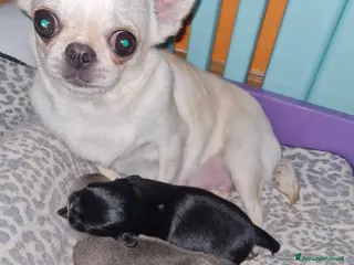 Chihuahua cani Chihuahua femminuccia - Annuncio 1