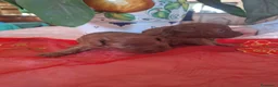 Barboncino Toy cani in vendita: Maschi toy red - Annuncio 3