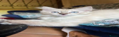 Ragdoll 3