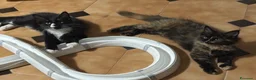 Maine Coon gatti in vendita: Maine Coon a Città metropolitana di Roma Capitale - Annuncio 4