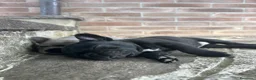 Bulldog Francese cani in vendita: bulldog francese nero tigrato  - Annuncio 10