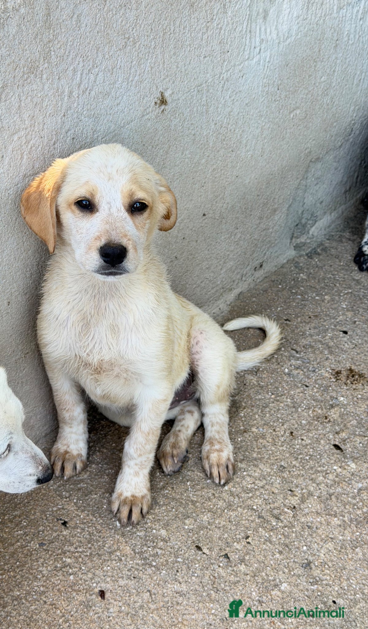 Meticcio cani Lia femmina  - Annuncio 5