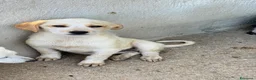 Meticcio cani in regalo: Lia femmina  a Provincia di Pisa - Annuncio 1