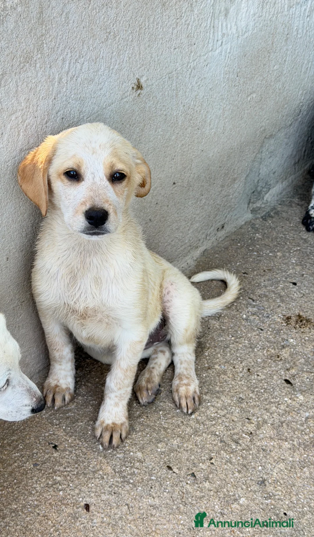 Meticcio cani in regalo: Lia femmina  a Provincia di Pisa - Annuncio 1