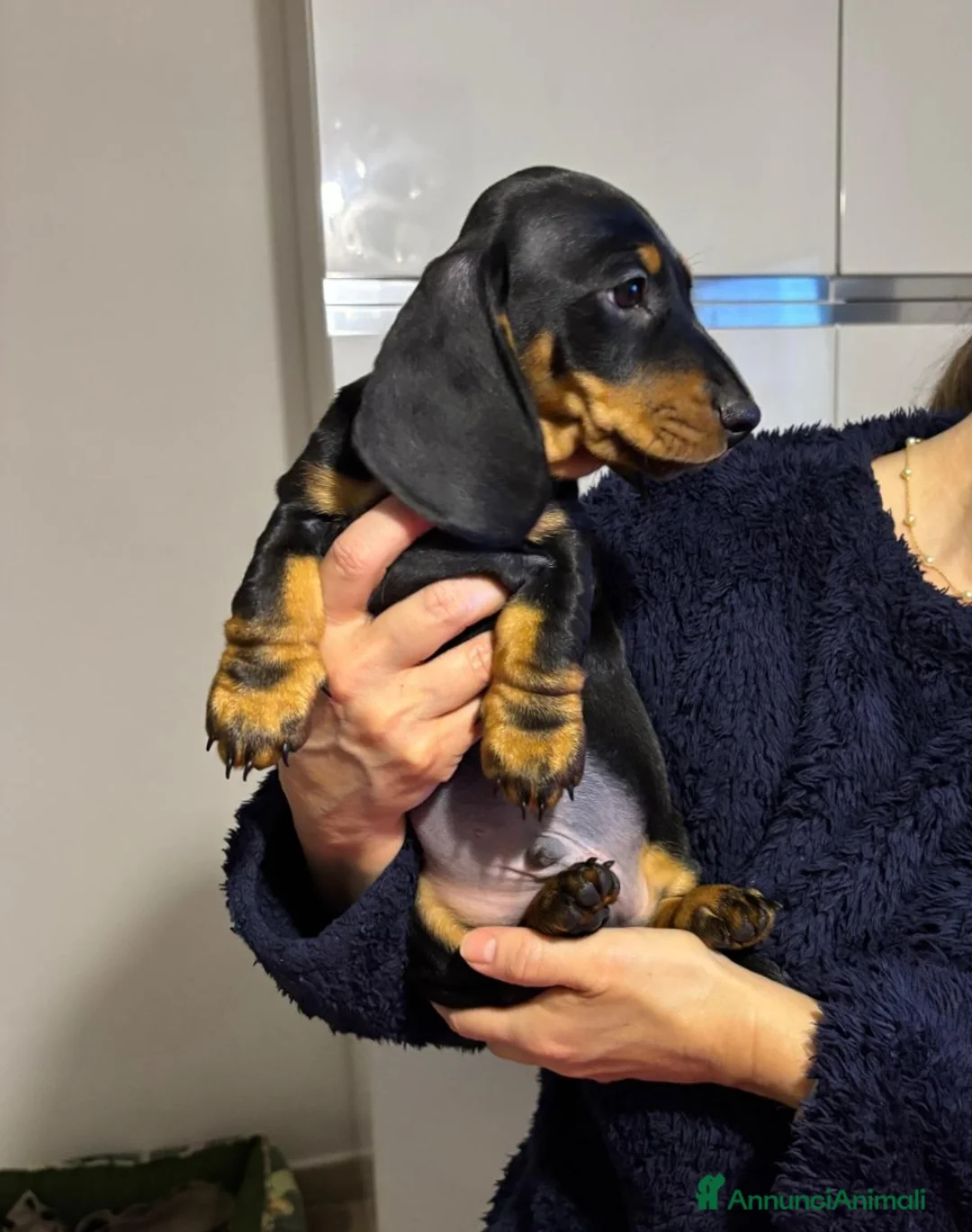 Bassotto cani in vendita: Bassotti Tedeschi nano-pelo corto-pedigree  - Annuncio 3