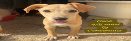 Meticcio cani in regalo: Meticci dimenticati da tutti  a Provincia di Pavia - Annuncio 8