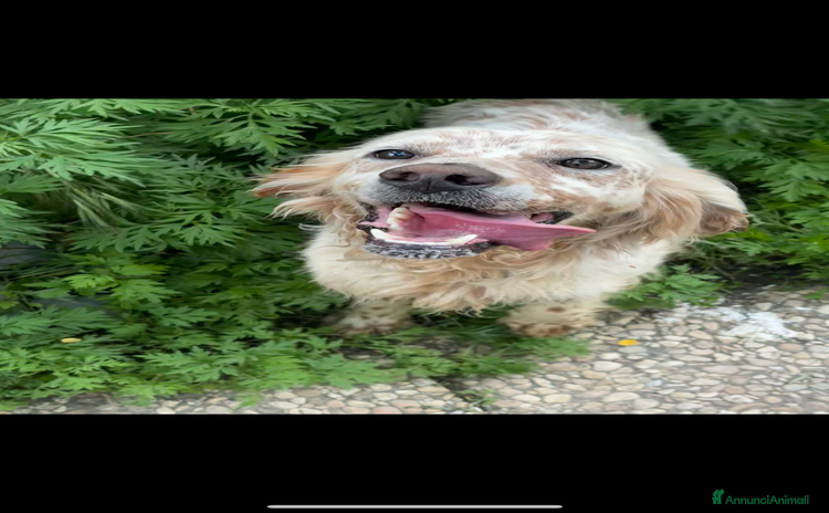 Setter Inglese cani a Provincia di Ascoli Piceno - Annuncio 1